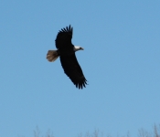 20140316 Eagle 006